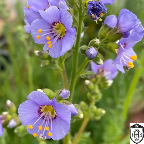 Polemonium viscosum 'Blue Whirl' - Kleepuv sinilatv 'Blue Whirl'